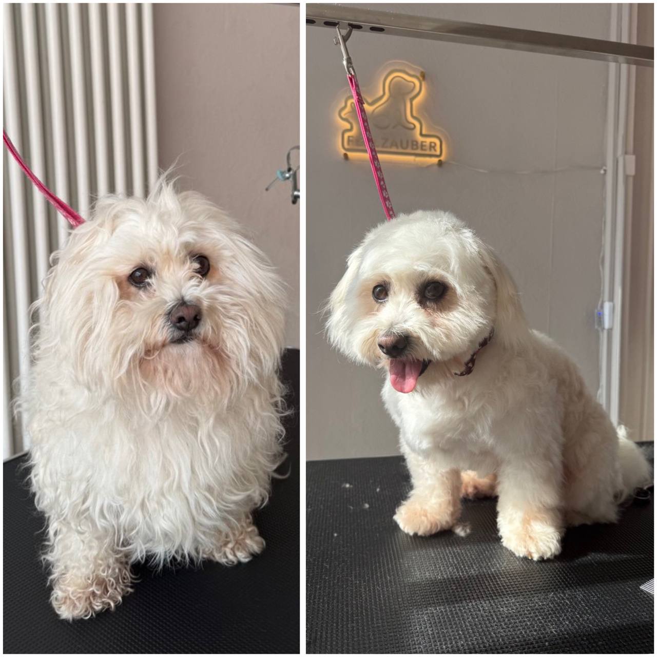 Vorher und nachher Ergebnis - weisser Hund
