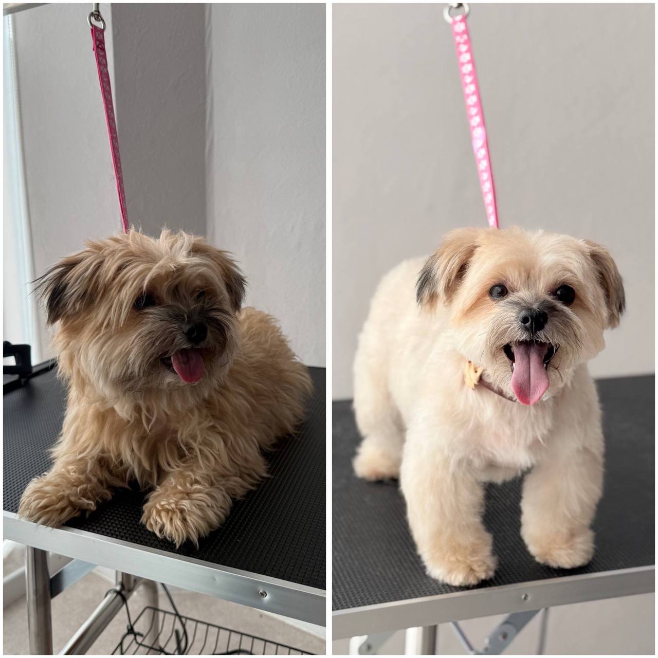 Vorher und nachher Ergebnis - heller Hund