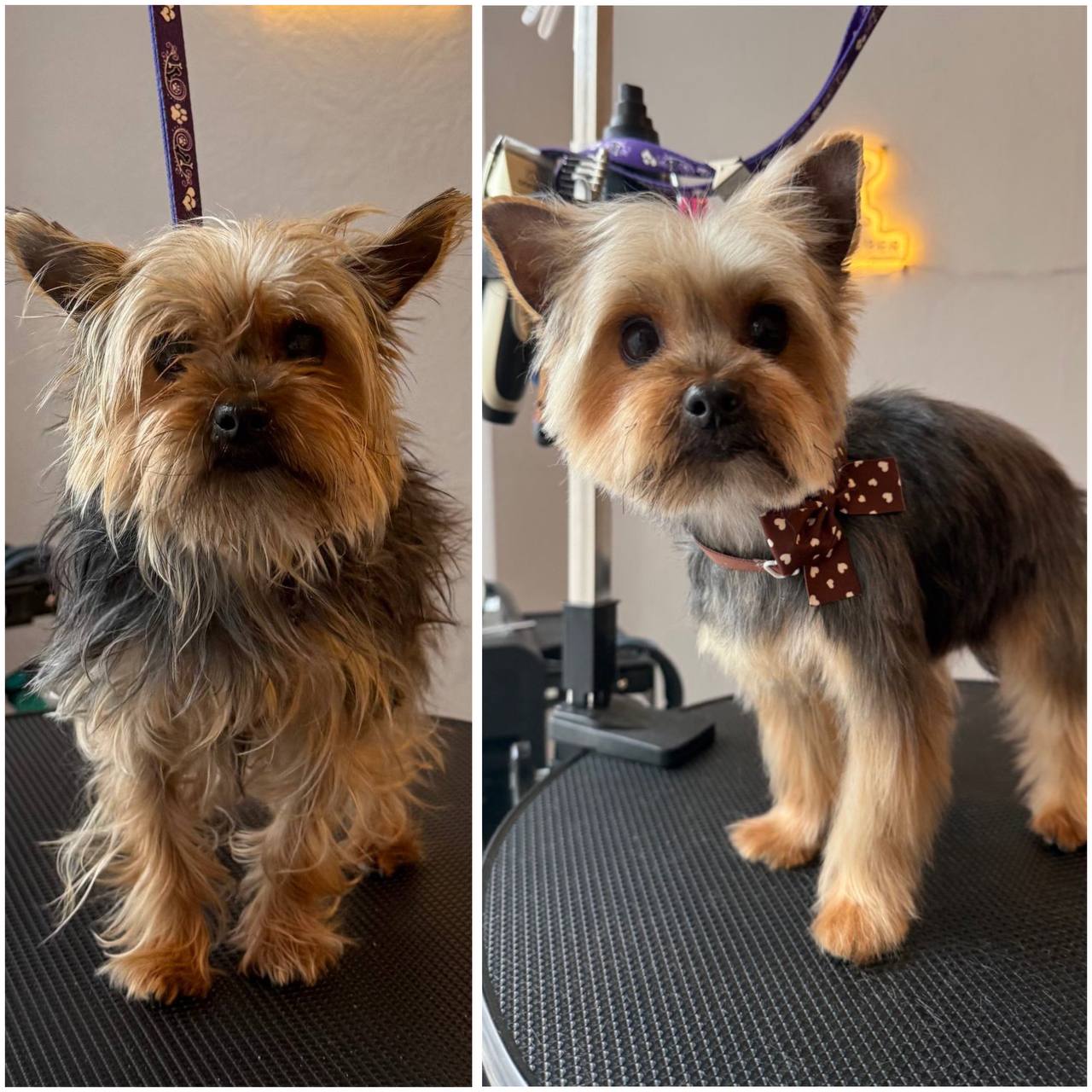 Vorher und nachher Ergebnis - Yorkshire Terrier mit Schleife