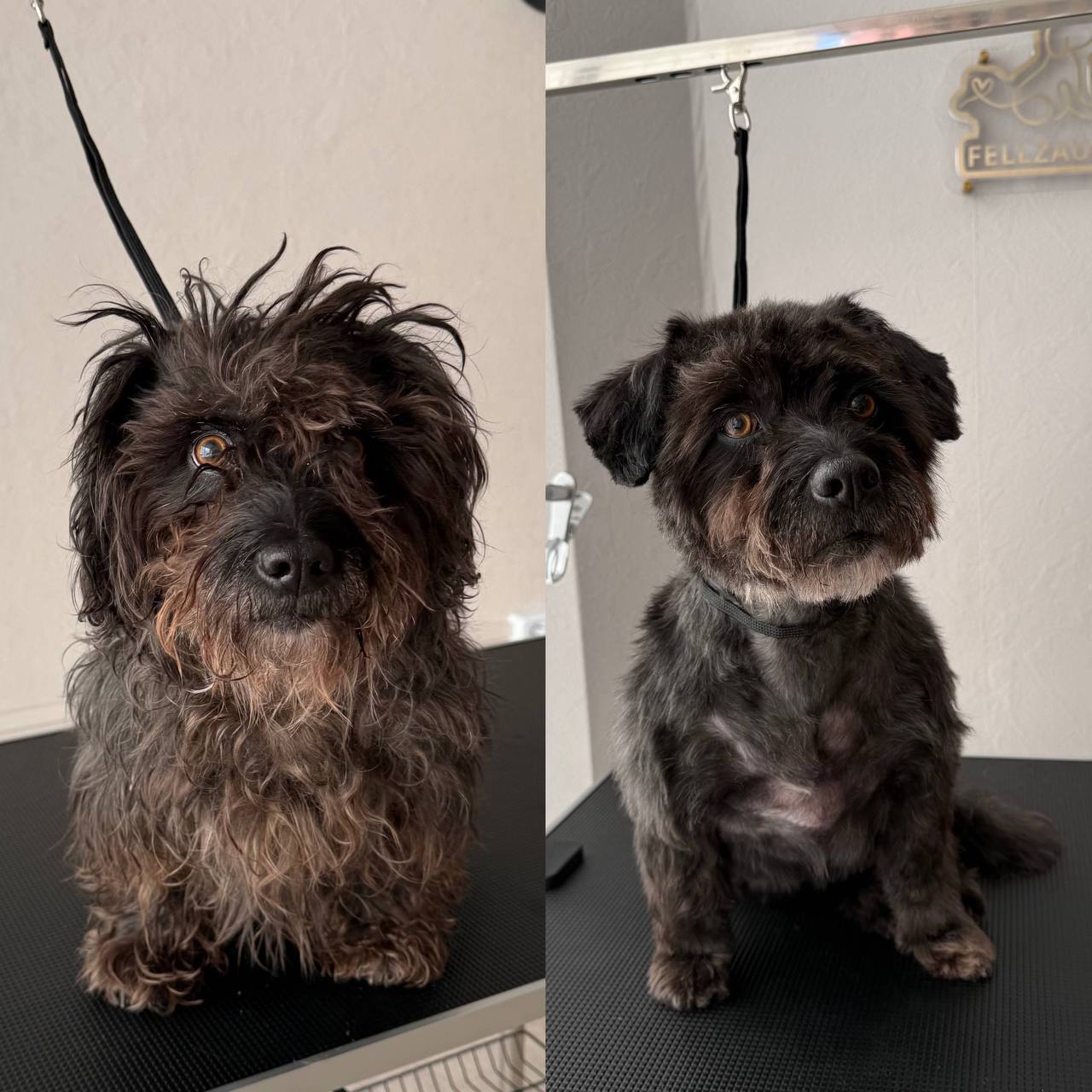 Vorher und nachher Ergebnis - mittelgrosser weisser Hund